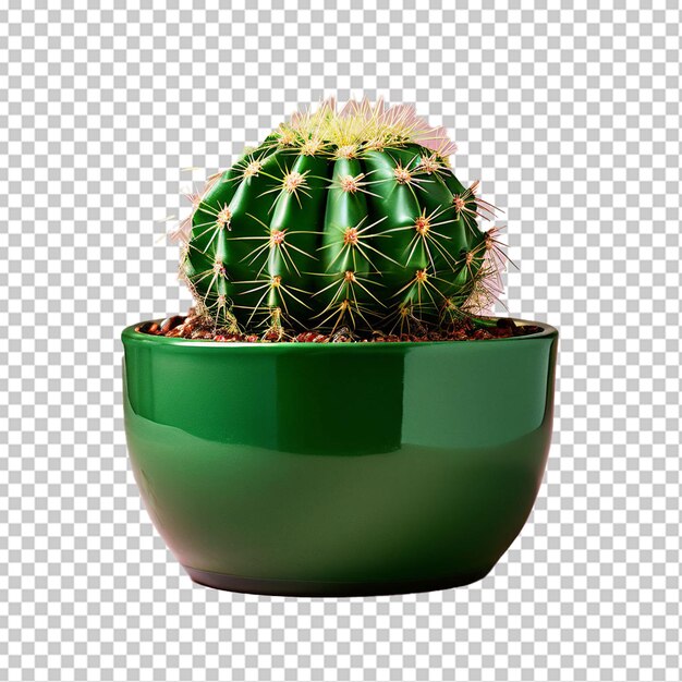 PSD group of various indoor cacti and succulent plants in pots isolated on a white background