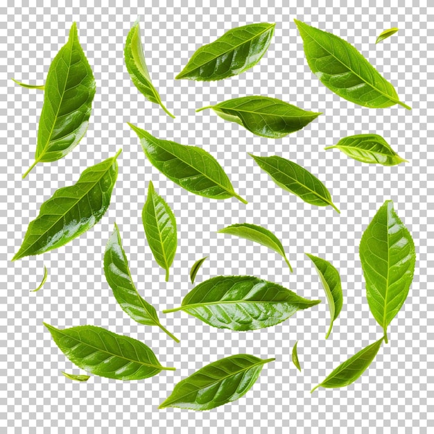 PSD growth closeup environmental lush natural green eco leaf isolated on transparent background