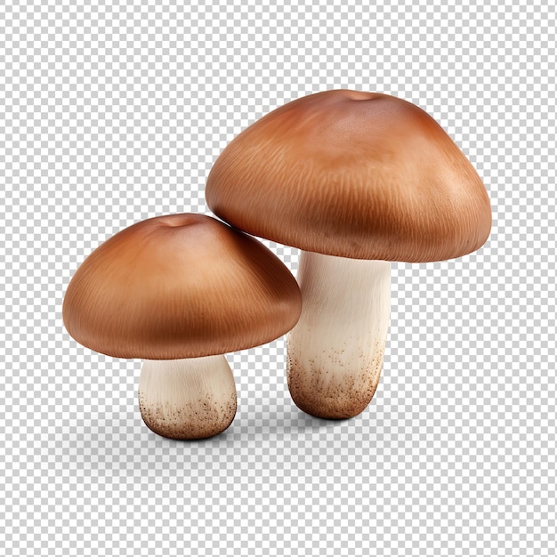 Grzyby Champignon wycięte ręcznie na przezroczystej powierzchni