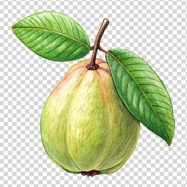 PSD arte della guava isolata su uno sfondo trasparente