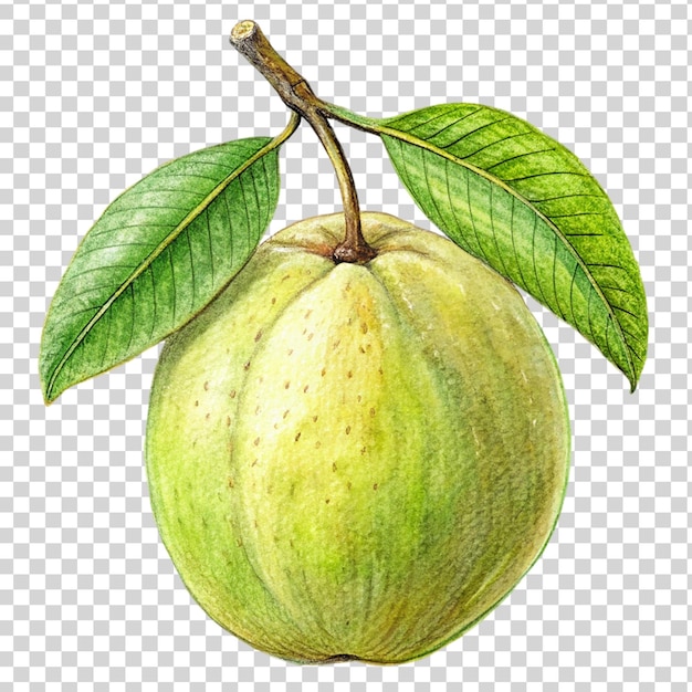 PSD guava art isolated on transparent background