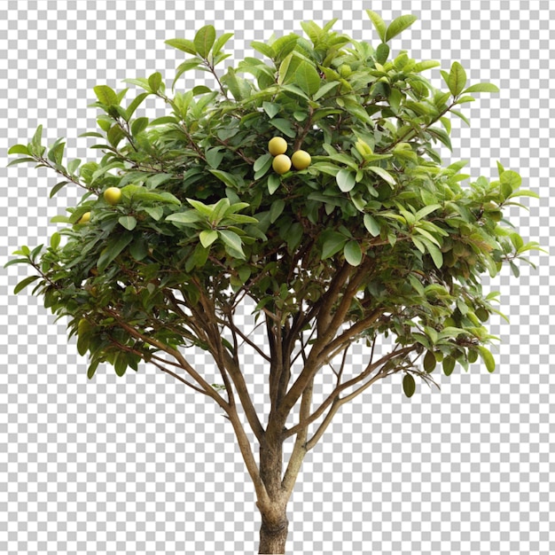 PSD guava fruit from a tree