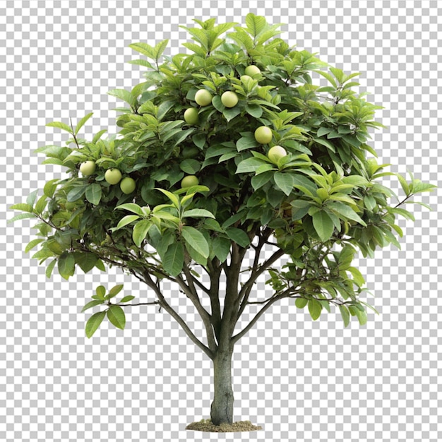 PSD guava fruit from a tree