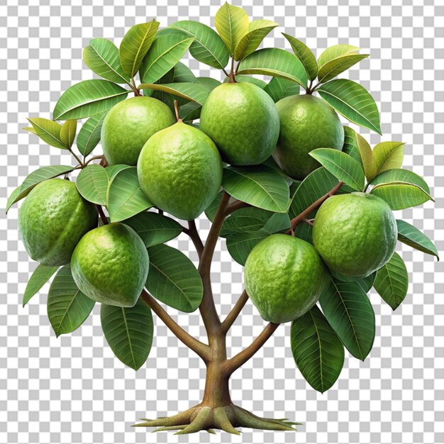 PSD guava fruit