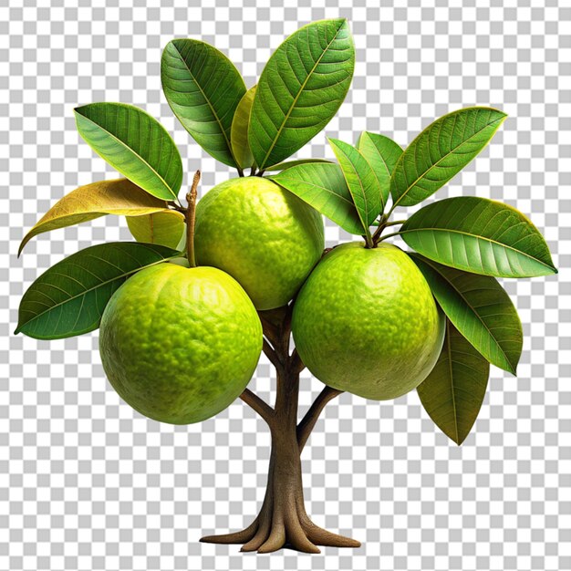 PSD guava fruit