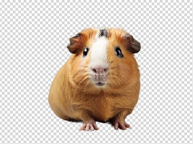 Guinea pig png