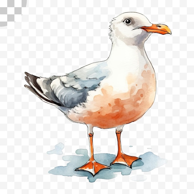 PSD gulls transparent background