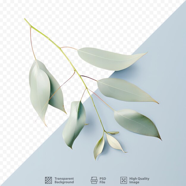 PSD gum leaves against transparent background