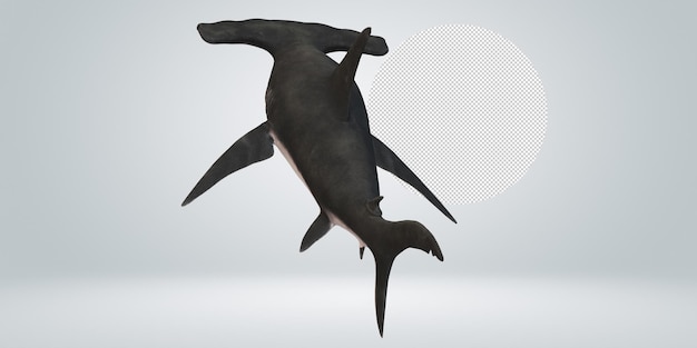 PSD hammerhead shark isolated on a transparent background