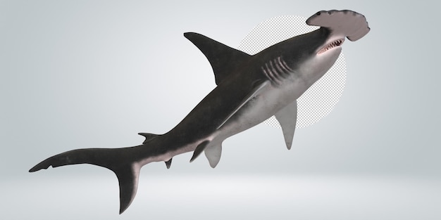 Hammerhead shark isolated on a Transparent Background