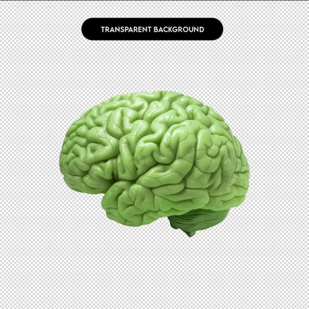 PSD 人間の脳の手描き 人間の解剖学 生物学 臓器 身体 システム 医療 医学 脳