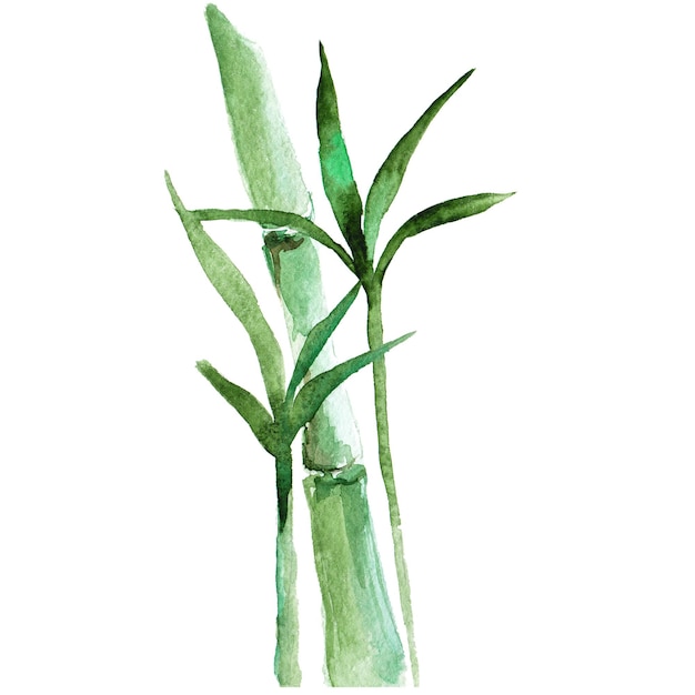 Ручной рисунок акварельного бамбука на белом фоне