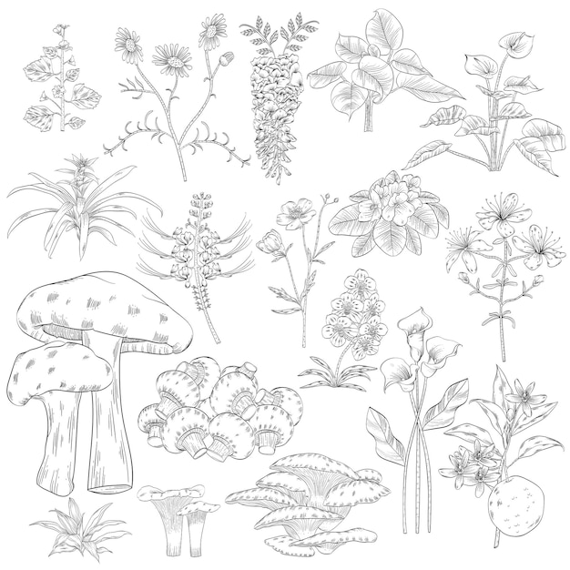 PSD hand drawn outline plants and mushrooms set