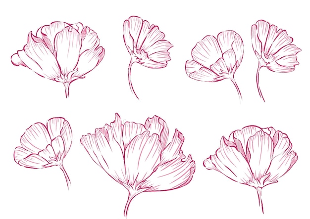 Hand Drawn Pink Flower Illustrations Set