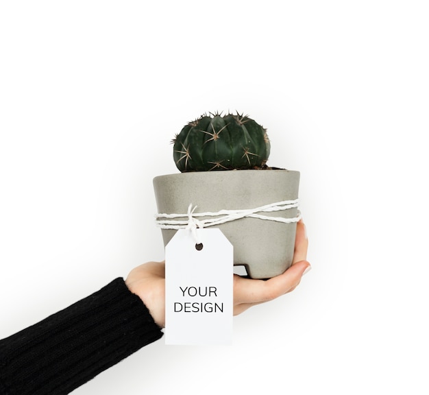 PSD hand holding cactus plant