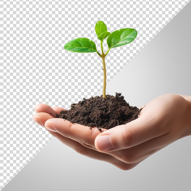 PSD hand holding a newly grown plant seedling png