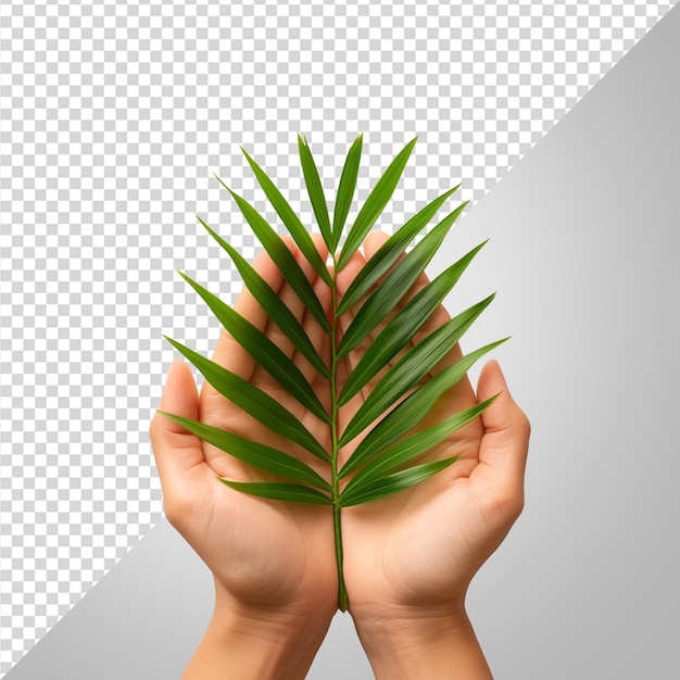 PSD hand holding palm tree png