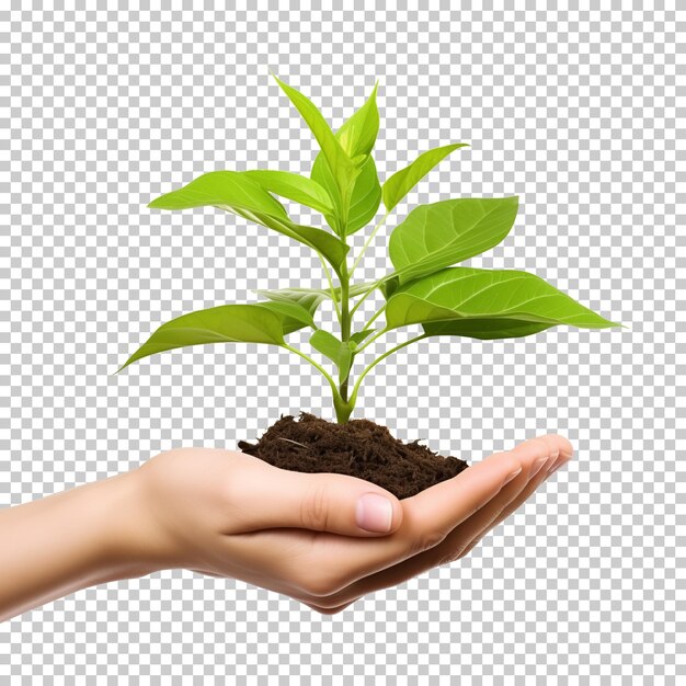 PSD hand holding plant isolated on transparent background