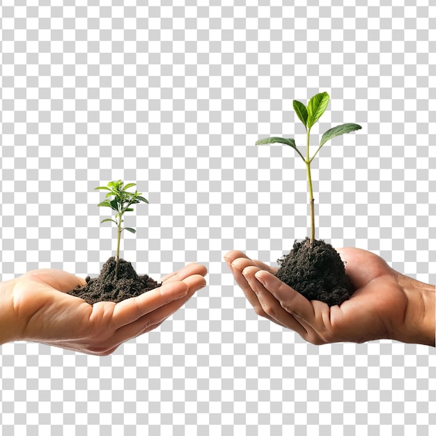 Hand holding sapling in soil isolated ontransparent background