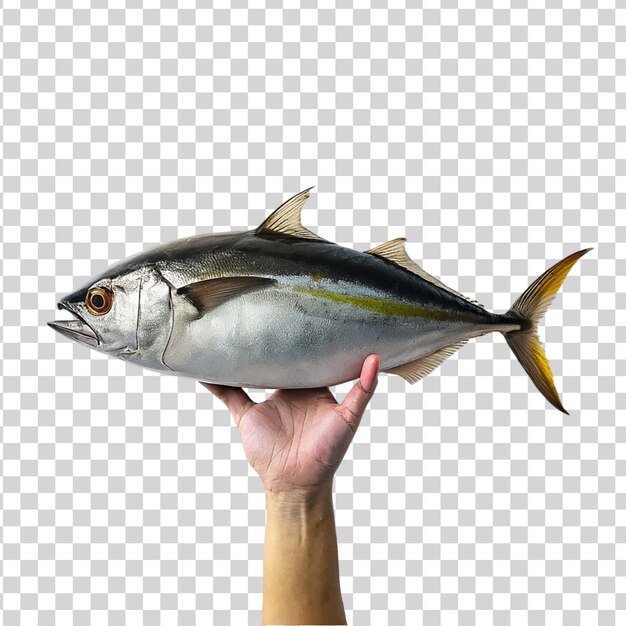 Hand holding tuna fish isolated on transparent background