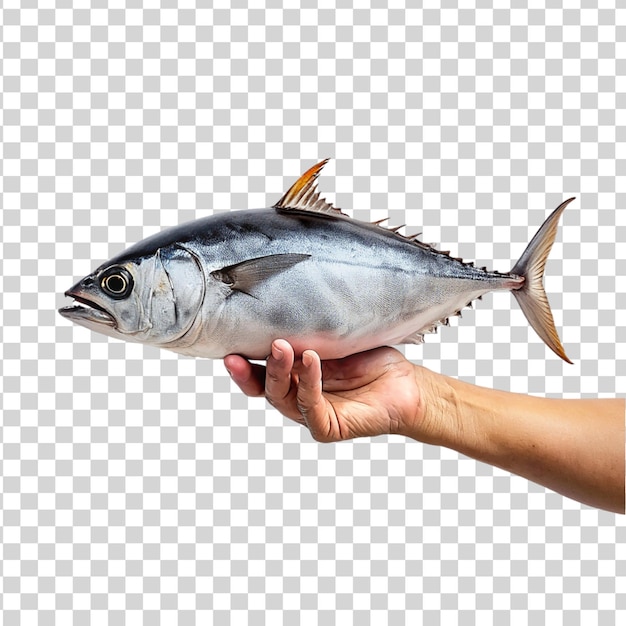 Hand holding tuna fish isolated on transparent background