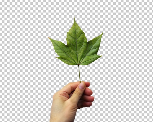 Hand holding young plant sprout isolated on transparent background png psd