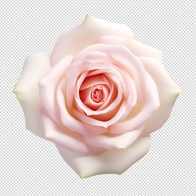 Hand met roze roos op wit
