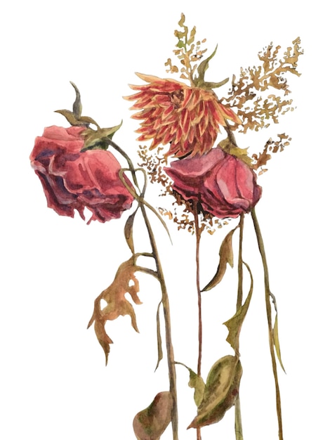 PSD hand painted watercolor dried red roses chrysanthemum flowers