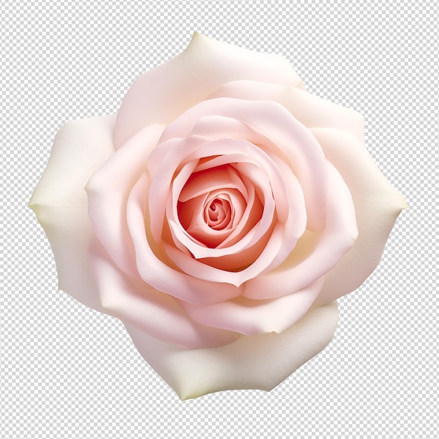 PSD mano con rosa su bianco