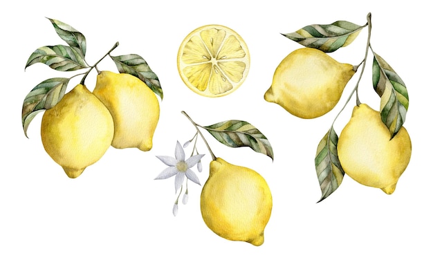 handdrawn watercolor illustration with lemon on a branch with leaves