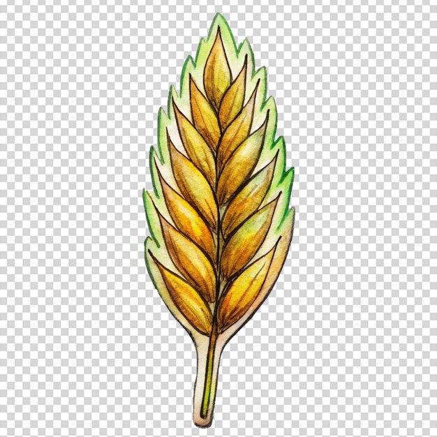 PSD handdrawn wheat grain design on transparent background