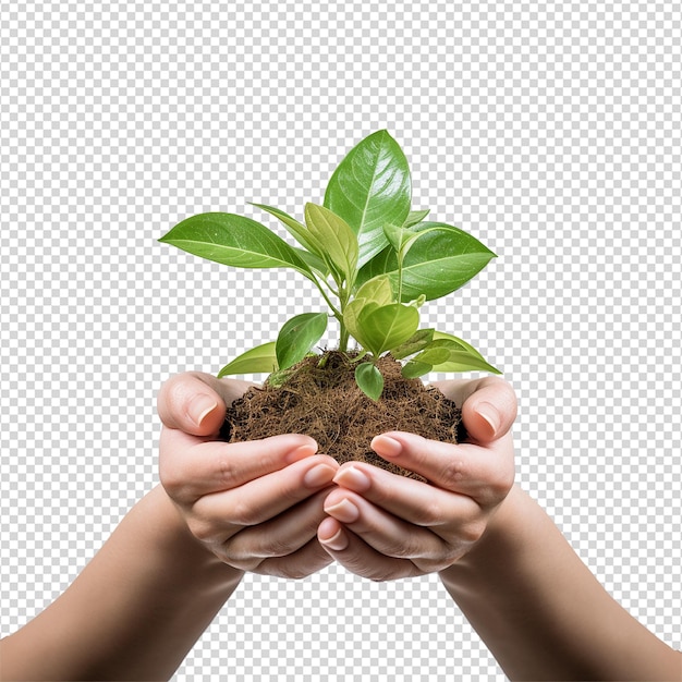 PSD handen met jonge groene plant geïsoleerd op witte achtergrond