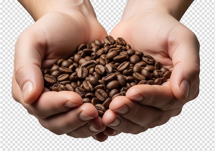 PSD handful of freshly roasted coffee beans in cupped hands aromatic arabica beans coffee farming