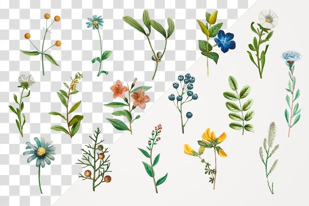 Handgetekende bloemen png sticker set vintage illustratie