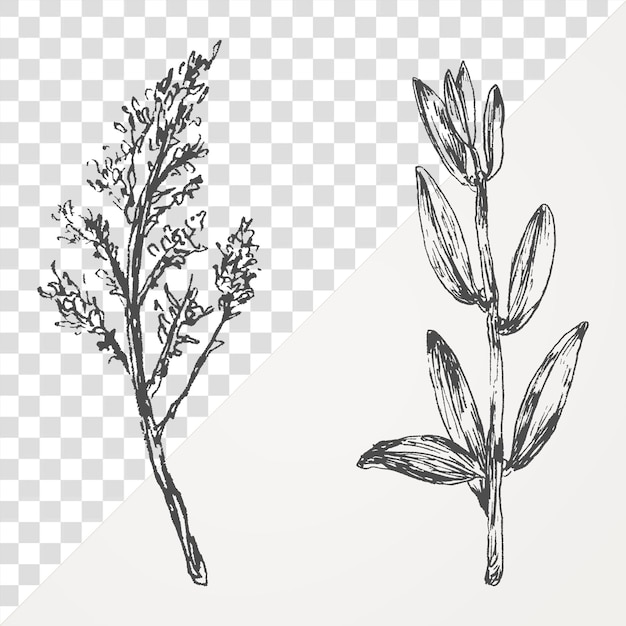 Handgetekende plantencollectie transparant png