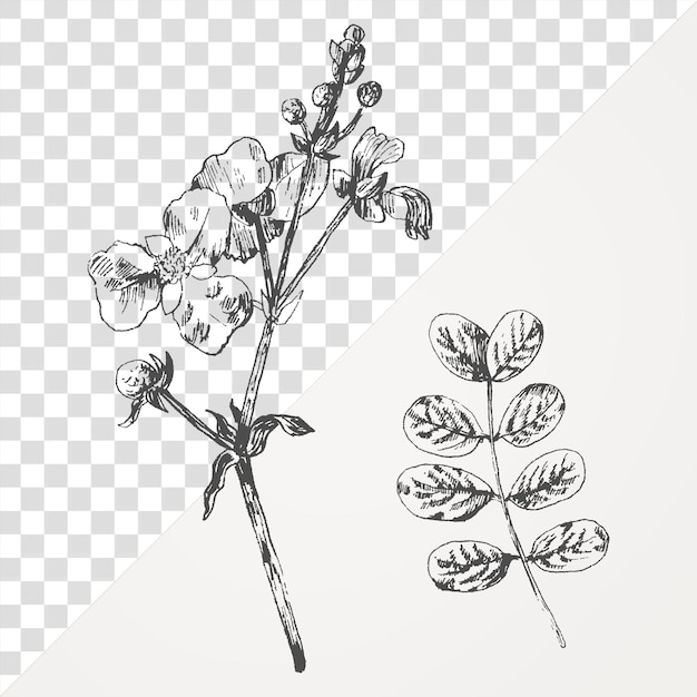 Handgetekende plantencollectie transparant png