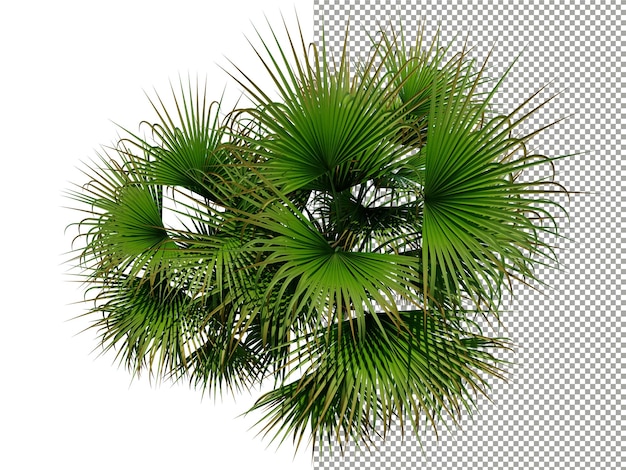 PSD handplan van palmboom op transparante achtergrond 3d-rendering