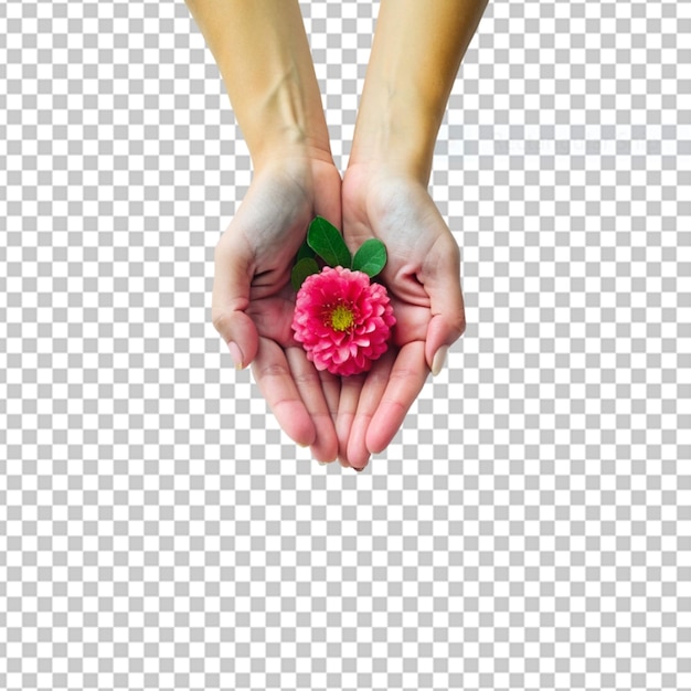 PSD hands holding a pink flower