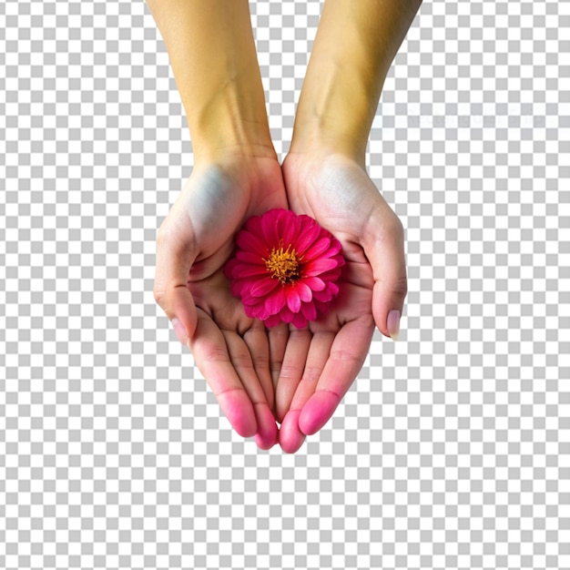 PSD hands holding a pink flower