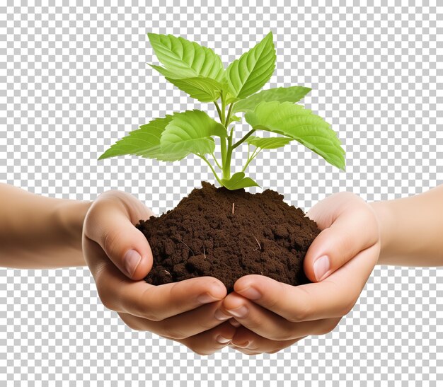 PSD hands holding plant front view isolated on transparent background