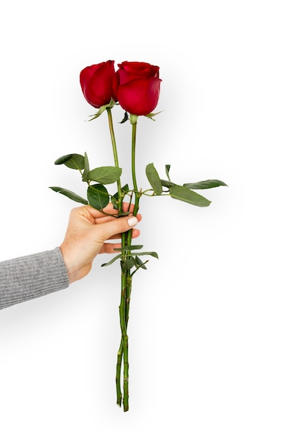 PSD hands holding roses