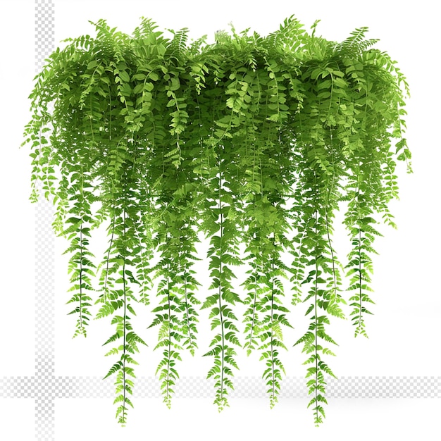 PSD hanging fern grass transparent background