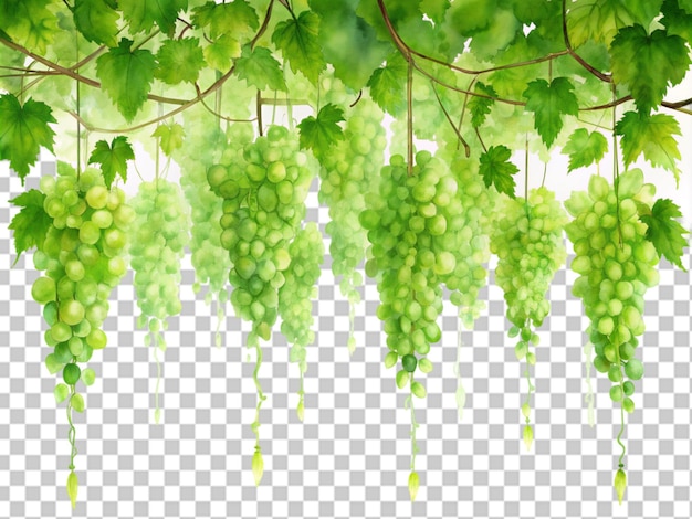 hanging green grapevines on white background