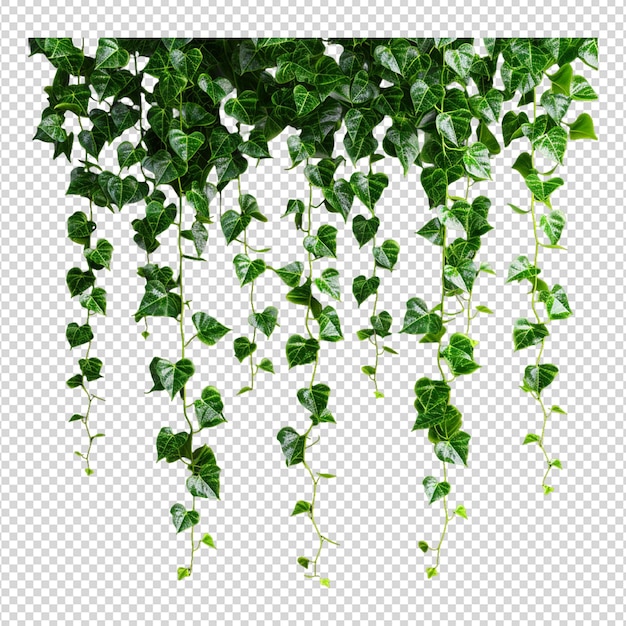 PSD hanging plants isolated on white