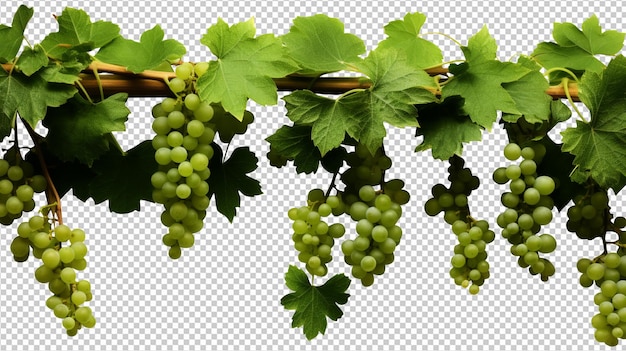 PSD hanging vine plant bush grape isolated on transparent background