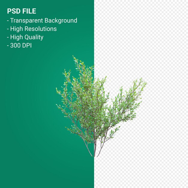 PSD haplopappus rigidus 3d render geïsoleerd