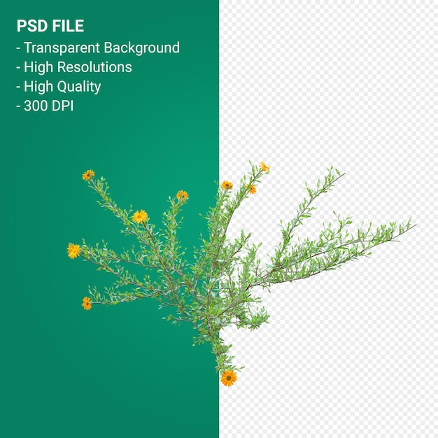 PSD haplopappus rigidus 3d render isolated on transparent background