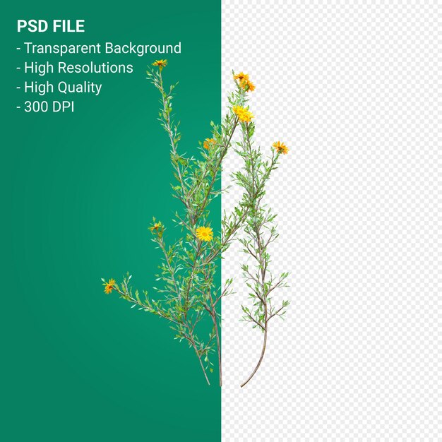 Rendering 3d di haplopappus rigidus isolato