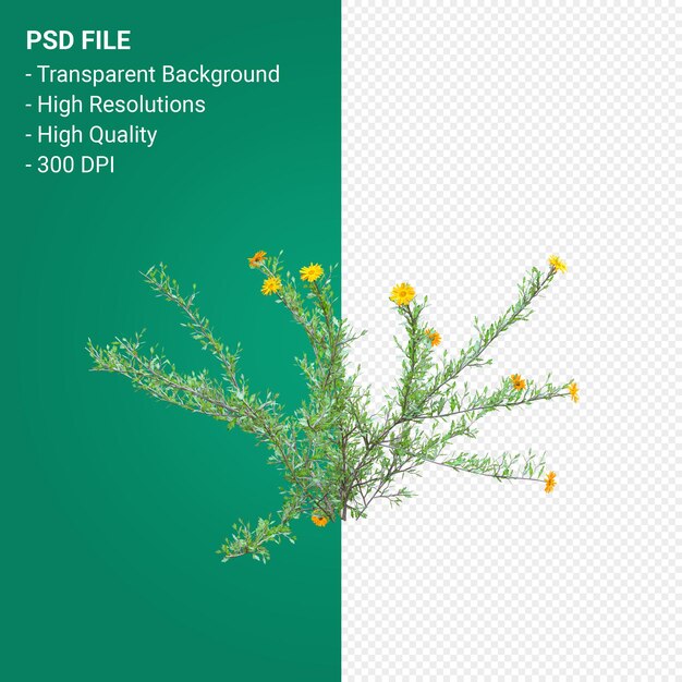 PSD haplopappus rigidus 3d 렌더링 절연