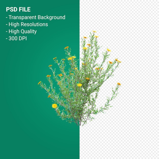 Haplopappus Rigidus 3d 렌더링 절연